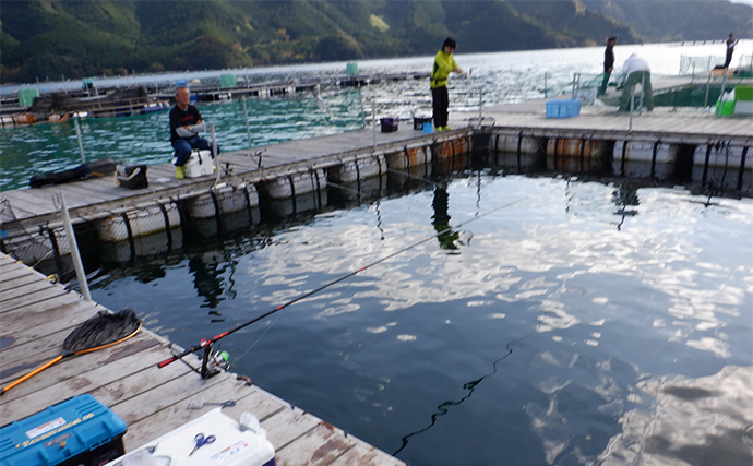 海上釣り堀で【ブリ・ヒラマサ・カンパチを狙い撃ちする方法】魚種ごとに最適なエサとは？