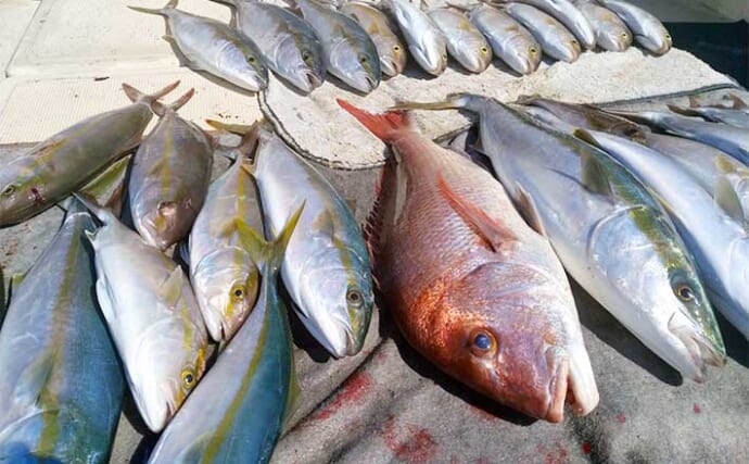 【沖釣り釣果速報】早福沖の落とし込み釣りで青物にマダイを好釣（長崎・佐賀）