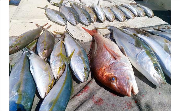 【沖釣り釣果速報】早福沖の落とし込み釣りで青物にマダイを好釣（長崎・佐賀）