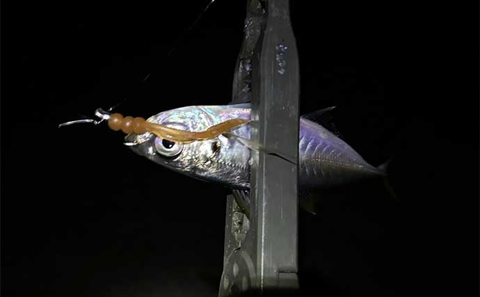 リバーアジング釣行でマアジ20尾【大阪・泉南】巻きの釣りで豆アジサイズが連発