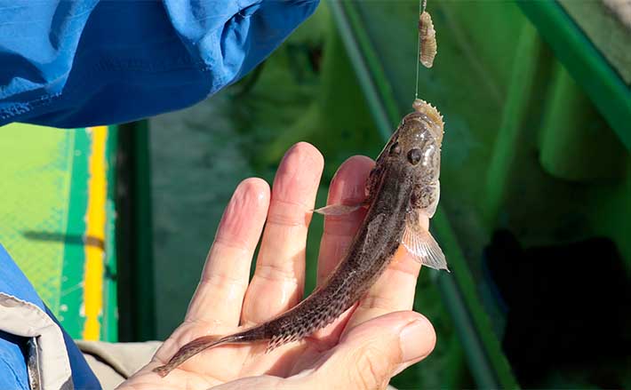 トーキョーマハゼ 川釣り竿 ハッピーハゼツリ かび臭い 180