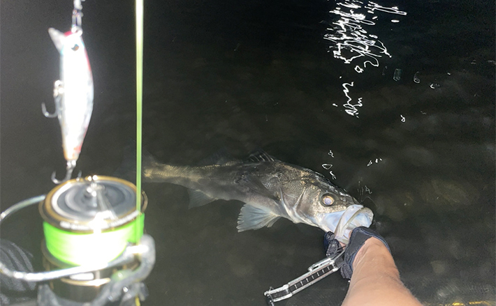 通年1.0号でOK！」ルアーシーバス釣りのPEライン号数の選び方【0.6