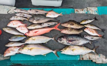 中深海ジギングとカゴ釣りのリレー便でクロムツにウメイロにシオ【和歌山・那智勝浦】