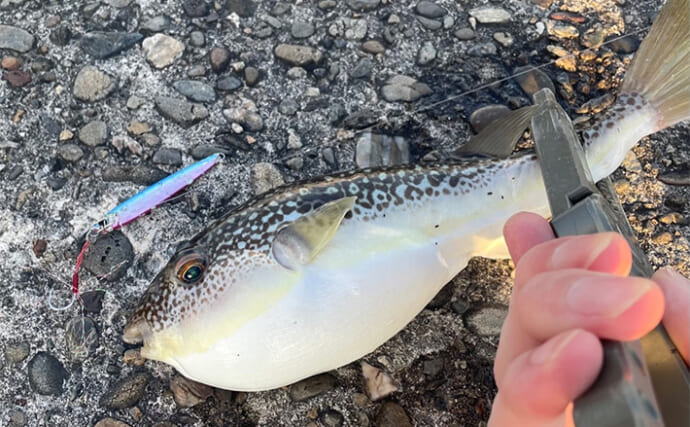 「沿岸で釣れる注意すべき毒魚」をテーマに大人が自由研究レポートを書いてみた