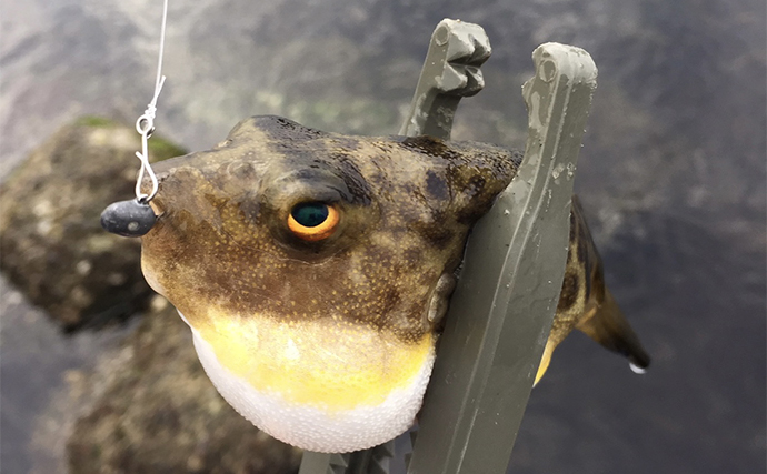 「沿岸で釣れる注意すべき毒魚」をテーマに大人が自由研究レポートを書いてみた