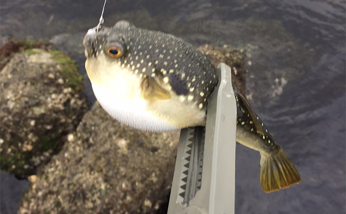 「沿岸で釣れる注意すべき毒魚」をテーマに大人が自由研究レポートを書いてみた