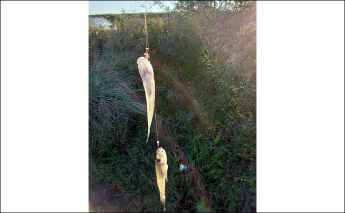 木曽川でのハゼ釣りでマハぜ37匹キャッチ【愛知】新子ハゼの姿も多数確認