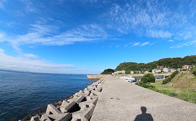 豊浜釣り桟橋でのサビキ釣りでアジ20匹をキャッチ【愛知】夜明けまでが勝負か