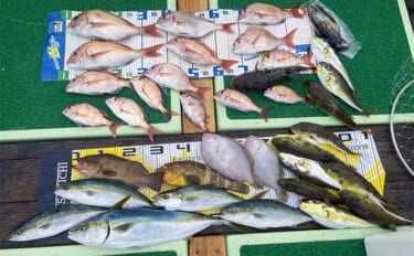 【オフショアルアー釣果速報】タイラバで青物混じりでマダイが好反応！（三…