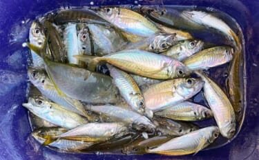 堤防フカセ釣りでアジ連発【千葉・興津東港】サビキ仕掛けには入れ食いタイムも