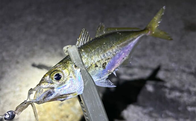 「深日港」の穴釣りで20cm級カサゴが連発【大阪】ジグヘッドにイカエサ付けてヒット