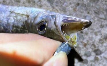 堤防ライトルアー釣行で豆アジにカマスをキャッチ【兵庫・垂水】ジグヘッド…