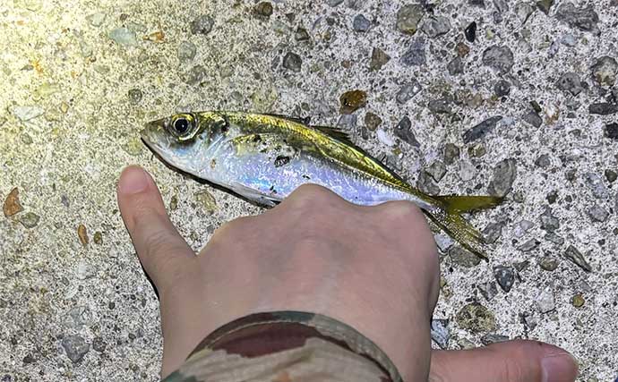 堤防ライトルアー釣行で豆アジにカマスをキャッチ【兵庫・垂水】ジグヘッドリグにヒット