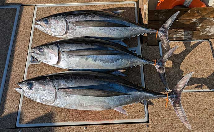 「トンボジギングシーズン開幕！」トロ丸での釣行で17kgビンチョウマグロ手中【三重】