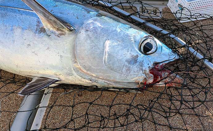 「トンボジギングシーズン開幕！」トロ丸での釣行で17kgビンチョウマグロ手中【三重】