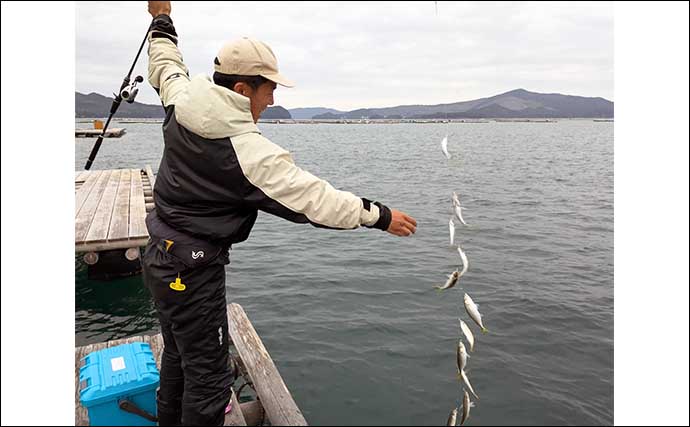 イカダでのサビキ釣りでアジ200匹オーバー爆釣！【三重・こじま渡船】入れ食いを堪能