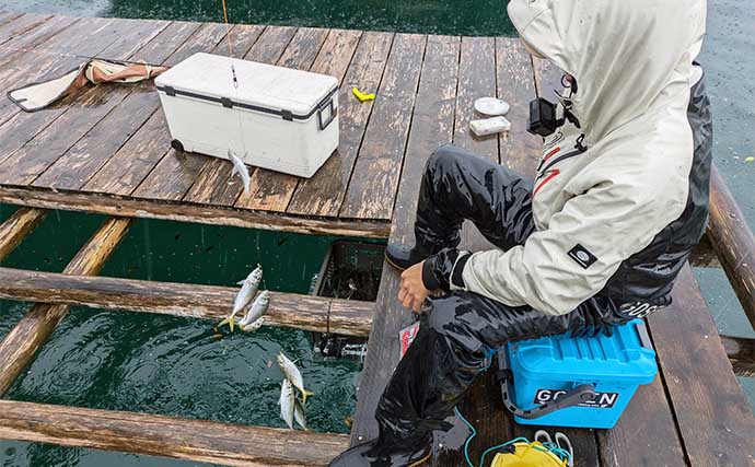 イカダでのサビキ釣りでアジ200匹オーバー爆釣！【三重・こじま渡船】入れ食いを堪能