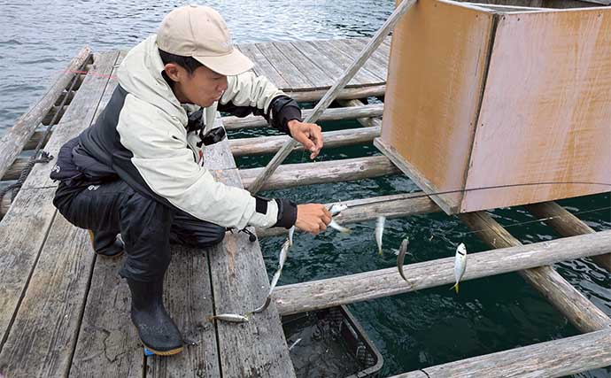 イカダでのサビキ釣りでアジ200匹オーバー爆釣！【三重・こじま渡船】入れ食いを堪能