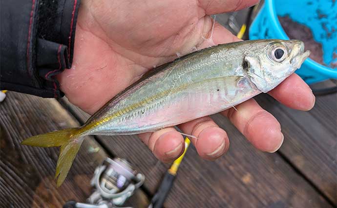 迫間浦でのイカダ五目釣りでアジにカワハギにチダイ【三重】泳がせ釣りにヒットした大物とは？