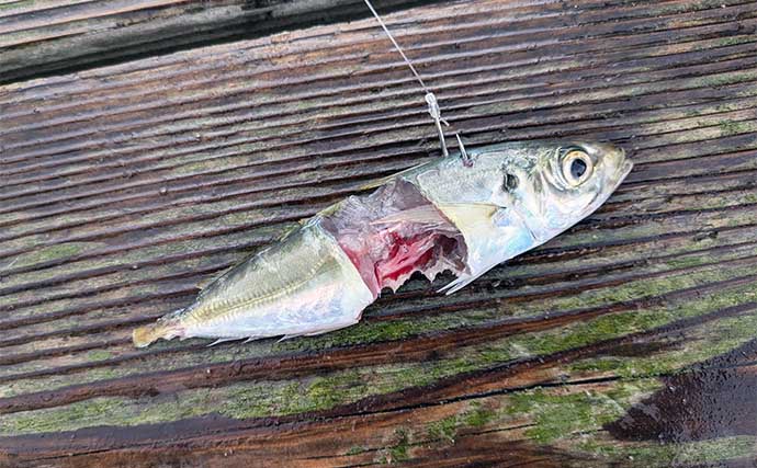 迫間浦でのイカダ五目釣りでアジにカワハギにチダイ【三重】泳がせ釣りにヒットした大物とは？