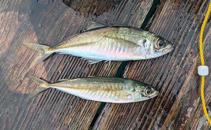 迫間浦でのイカダ五目釣りでアジにカワハギにチダイ【三重】泳がせ釣りにヒットした大物とは？