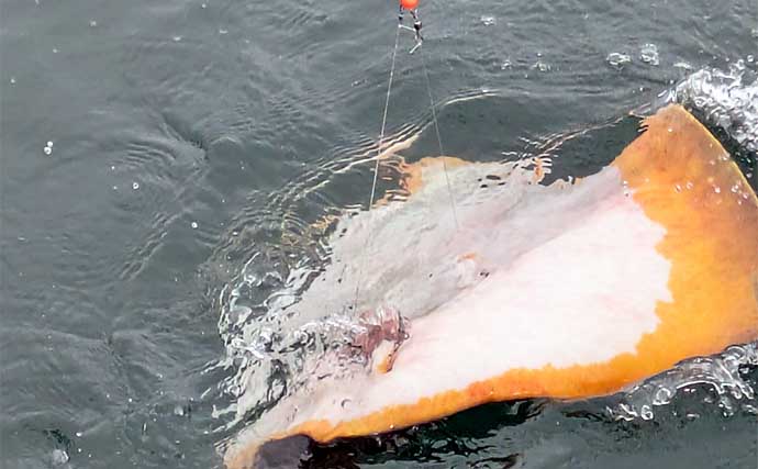 迫間浦でのイカダ五目釣りでアジにカワハギにチダイ【三重】泳がせ釣りにヒットした大物とは？