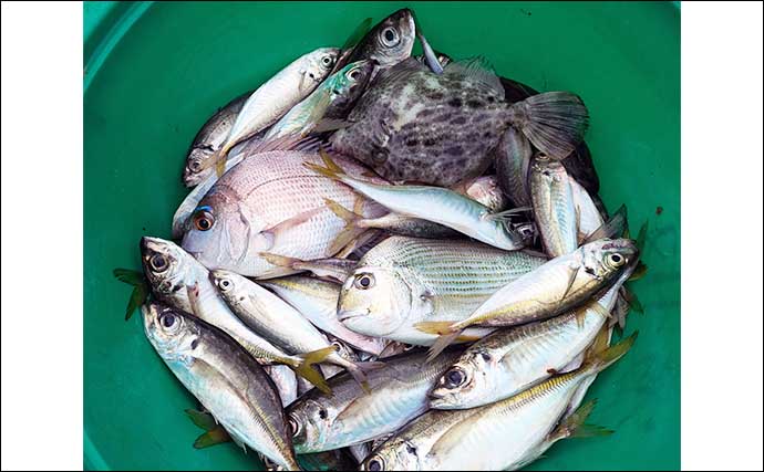 迫間浦でのイカダ五目釣りでアジにカワハギにチダイ【三重】泳がせ釣りにヒットした大物とは？