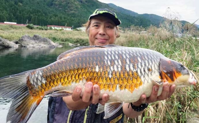 長良川郡上でのコイ釣りで67cm筆頭に良型マゴイを連打【岐阜】ノベザオ一本勝負で挑戦