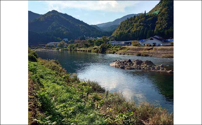 長良川郡上でのコイ釣りで67cm筆頭に良型マゴイを連打【岐阜】ノベザオ一本勝負で挑戦