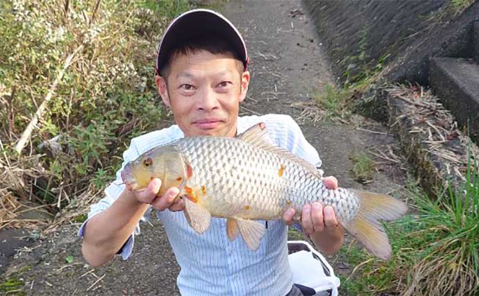 長良川郡上でのコイ釣りで67cm筆頭に良型マゴイを連打【岐阜】ノベザオ一本勝負で挑戦