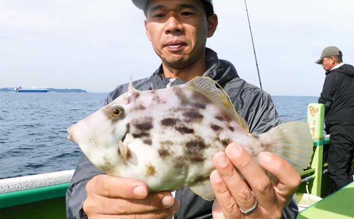 東京湾の船カワハギ釣りで良型続々！【千葉・吉野屋】30cm頭に釣る人11尾