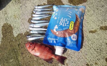 早川港でのサビキ釣りでトウゴロウイワシを好捕【神奈川・小田原】刺身と揚…