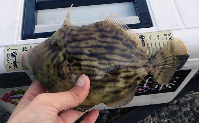 堤防カワハギ釣りで本命連打【福岡・北九州】ボイルエビのまきエサが奏功？