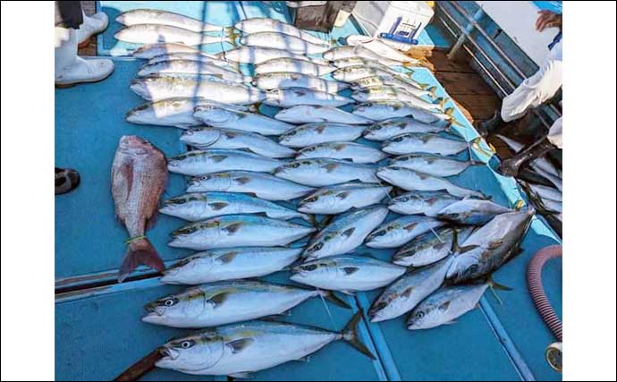 【落とし込み釣り釣果速報】ヒラマサにブリにカンパチと青物が入れ食い！（福岡）