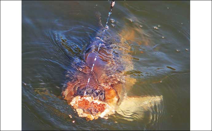 ハクレン釣りでツ抜け達成！【埼玉・荒川】メーター級筆頭に本命10尾と絶好調