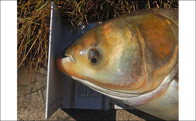 ハクレン釣りでツ抜け達成！【埼玉・荒川】メーター級筆頭に本命10尾と絶好調