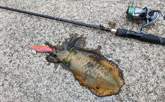 日中の漁港エギング釣行で600g頭にアオリイカ複数安打【福井県】カーブフォール中にヒット | TSURINEWS