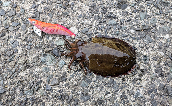 日中の漁港エギング釣行で600g頭にアオリイカ複数安打【福井県】カーブフォール中にヒット