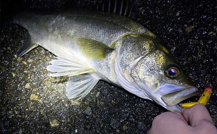 まとめ売り シーバス ルアー 釣り シーバスルアー まとめ売り シーバスルアーまとめ売り シーバスルアー