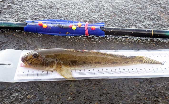 涸沼川のハゼ釣りで17cm筆頭に良型マハゼ8匹【茨城】シマハゼ猛攻に