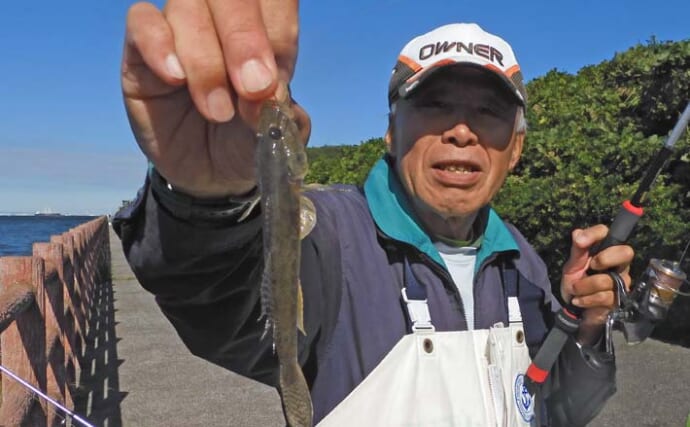 富津みなと公園のチョイ投げ釣りで良型キスとハゼ合計15尾をキャッチ【千葉】