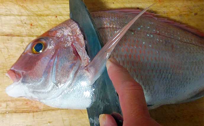 釣った魚で作る「秋の味覚」レシピ：小ダイの浅漬け　うまみと食感を引き出す調理法