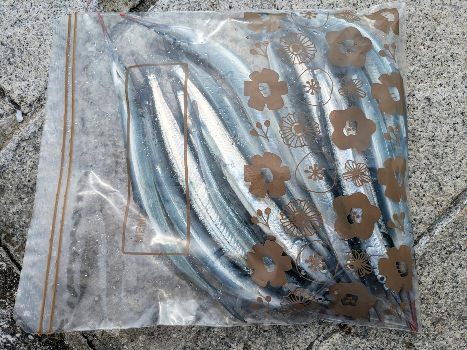 淡路島でのお気軽ライトゲームでサヨリにアコウにガシラを好捕【兵庫県】