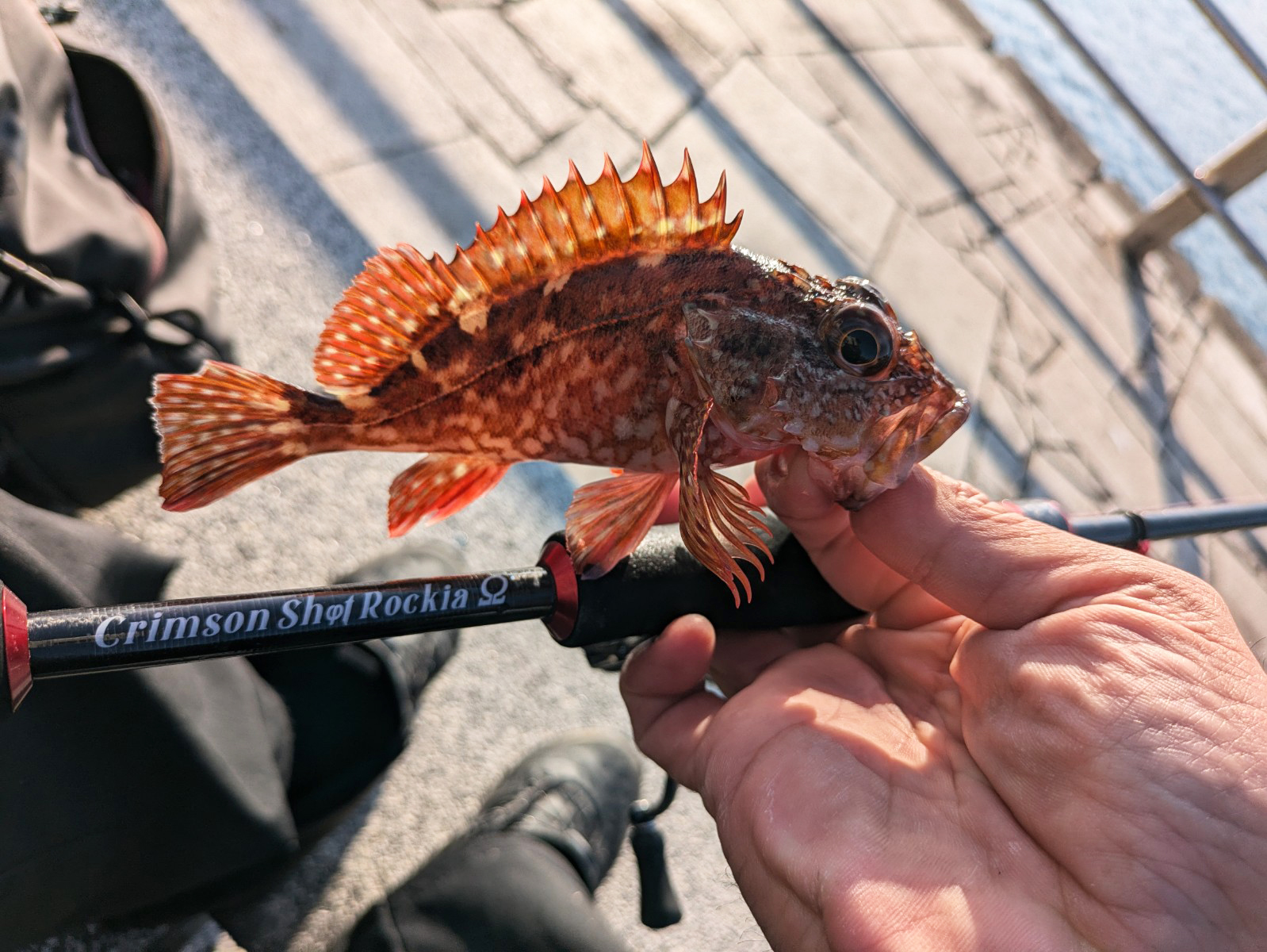 淡路島でのお気軽ライトゲームでサヨリにアコウにガシラを好捕【兵庫県】
