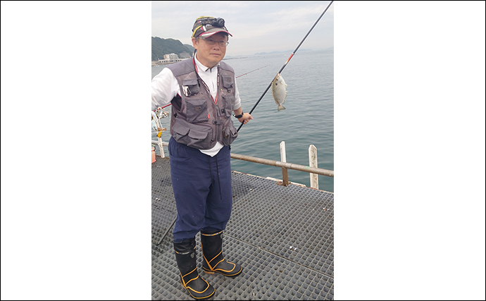 豊浜釣り桟橋でのサビキ釣りで20cm級マアジを好捕【愛知】深夜帯に回遊あり