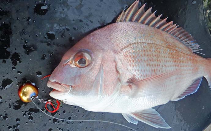 鳥羽沖の浅場タイラバ釣行でマダイを連打！【三重・丸安丸】53cmシロアマダイも浮上