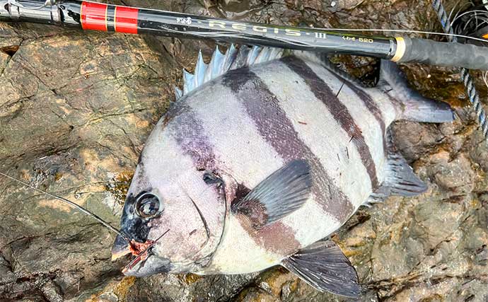 磯での石物釣りで44cmイシダイに41cmイシガキダイをキャッチ【三重】アタリ多く満喫