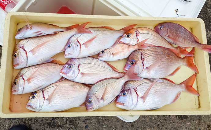 伊勢湾のウタセマダイ釣りで30cm級の食べ頃サイズの本命を連打【愛知・豊浜港】