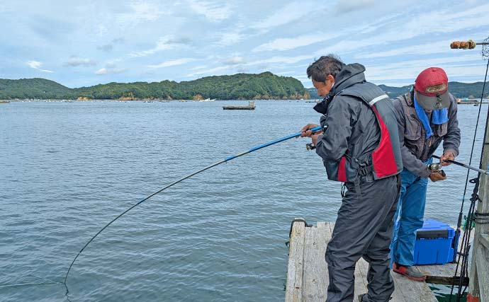 アオリイカを求めてイカダでエギング＆ヤエン釣り【三重・迫間浦】500g頭にアオリにオオモンハタも手中