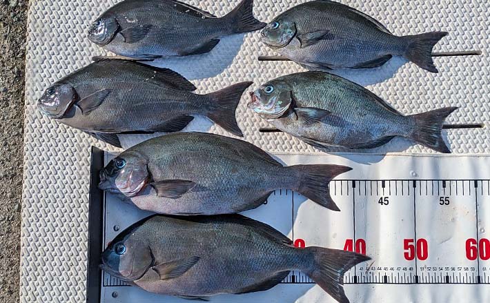 尾獣セット　神埼 NARUTO -ナルト- 疾風伝』ナルト＆尾獣11体セットがG.E.M.シリーズ外伝